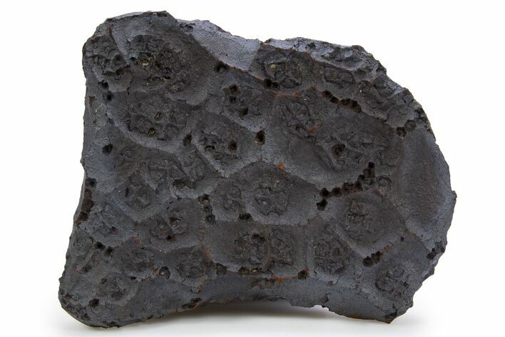 Dragon Scale Stone (Iron, Manganese, Siderite Nodule) #302318